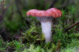 Gomphidius roseus - Roze Spijkerzwam - Rosy Spike