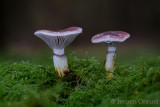 Gomphidius glutinosus - Slijmige Spijkerzwam - Slimy Spike