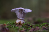 Gomphidius glutinosus - Slijmige Spijkerzwam - Slimy Spike
