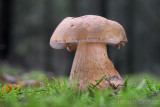 Tylopilus felleus - Bittere Boleet - Bitter Bolete