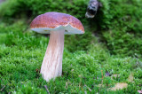 Boletus edulis - Gewoon Eekhoorntjesbrood - Penny Bun