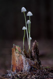 Mycena epipterygioides - Dennenkleefsteelmycena - Yellowleg Bonnet