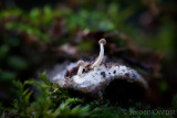 Onygena equina - Hoefzwam - Horn Stalkball