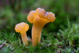 Leotia lubrica - Groene Glibberzwam - Jellybaby