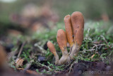 Cordyceps ophioglossoides - Zwarte Truffelknotszwam - Clubhead Fungus