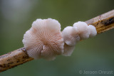 Crepidotus variabilis - Wit Oorzwammetje - Variable Oysterling