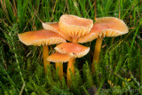 Hygrocybe laeta - Slijmwasplaat - Heath Waxcap