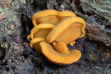 Sarcomyxa serotina - Groene Schelpzwam - Olive Oysterling