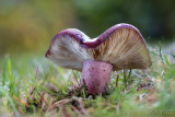 Russula sardonia - Duivelsbroodrussula - Primrose Brittlegill
