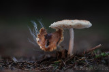 Lepiota ventriosospora - Geelbruine Wolsteelparasolzwam - Padded Dapperling