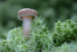 Paxillus involutus - Gewone Krulzoom - Brown Rollrim