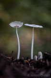 Coprinopsis lagopus - Hazenpootje - Haresfoot Inkcap