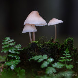 Mycena galericulata - Helmmycena - Common Bonnet