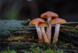 Gymnopilus penetrans - Dennenvlamhoed - Common Rustgill