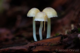 Mycena epipterygia - Graskleefsteelmycena - Yellowleg Bonnet