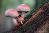 Hypholoma lateritium - Rode Zwavelkop - Brick Tuft