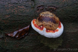 Fomes fomentarius - Echte Tonderzwam - Hoof Fungus