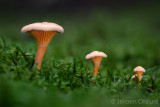 Hygrophoropsis aurantiaca - Valse Hanenkam - False Chanterelle