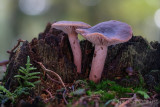 Lactarius hepaticus - Levermelkzwam - Liver Milkcap