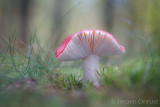 Russula emetica - Naaldbosbraakrussula - Sickener