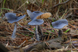 Entoloma nitidum - Blauwe Satijnzwam - Pine Pinkgill