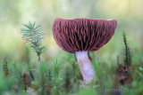 Cortinarius malachius - Donkerlila Gordijnzwam - Blue and Buff Web Cap