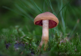 Cortinarius semisanguineus - Pagemantel - Surprise Webcap
