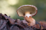Suillus cavipes - Holsteelboleet - Hollow Bolete