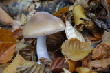 Cortinarius lividoochraceus - Rimpelige Gordijnzwam - Wrinkled Webcap