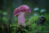 Tricholomopsis rutilans - Koningsmantel - Plums and Custard