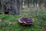 Phaeolus schweinitzii - Dennenvoetzwam - Dyers Mazegill