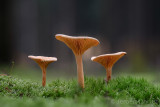 Hygrophoropsis aurantiaca - Valse Hanekam - False Chanterelle