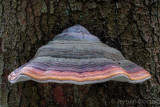 Fomitopsis pinicola - Roodgerande Houtzwam - Red-belted Bracket