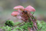 Armillaria ostoyae - Sombere Honingzwam - 	Dark Honey Fungus