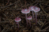 Mycena pearsoniana - Vals Elfenschermpje