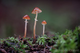 Conocybe arrhenii - Geringd Breeksteeltje - Ringed Conecap