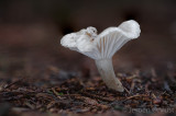 Hygrophorus pustulatus - Stippelsteelslijmkop - Blistered Woodwax