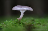 Hygrophorus agathosmus - Amandelslijmkop - Almond Woodwax