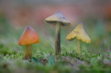 Hygrocybe conica - Zwartwordende Wasplaat - Blackening Waxcap