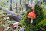 Amanita muscari - Vliegenzwam - Fly Agaric