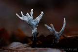 Xylaria hypoxylon - Geweizwam - Candlestick Fungus