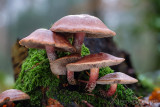 Hypholoma lateritium - Rode Zwavelkop - Brick Tuft