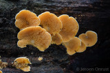 Phyllotopsis nidulans - Oranje Oesterzwam - Orange Mock Oyster