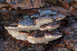 Ganoderma adspersum - Dikrandtonderzwam - Southern Bracket