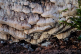 Physisporinus sanguinolentus - Bloedende Buisjeszwam - Bleeding Porecrust