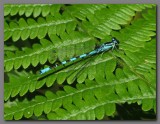 Northern damselfly