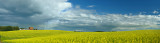 Canola in the Keephills50.jpg