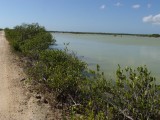 Roadside mangroves