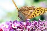 Vlinders / Papillons