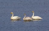 WHOOPER SWAN . THE HALE ESTUARY . CORNWALL . ENGLAND . 1 . 11 . 2010